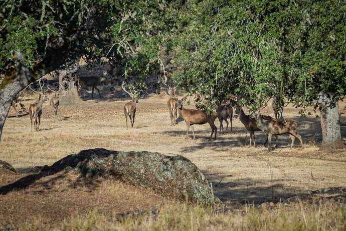 Archivo - Una manada de ciervos.