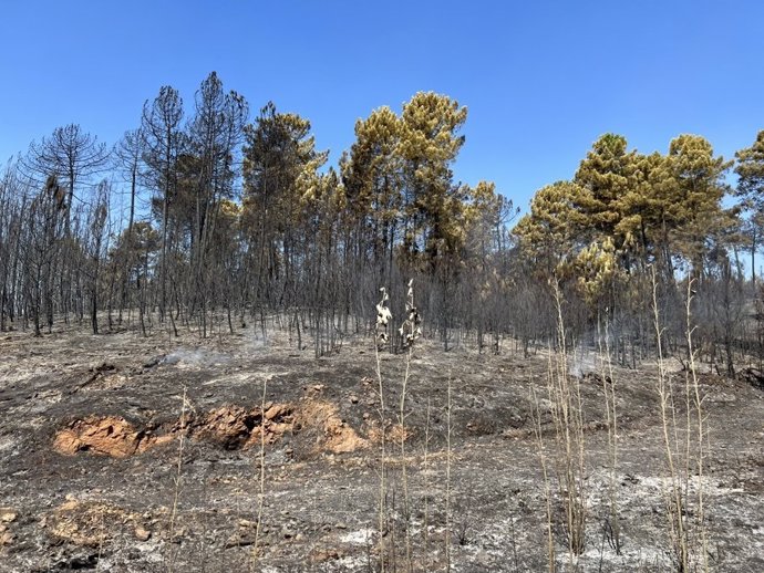 Bosque calcinado en el incendio de Santibáñez el Alto.