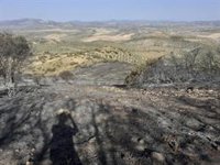 El incendio forestal de Píñar (Granada) afecta a 31,6 hectáreas de superficie