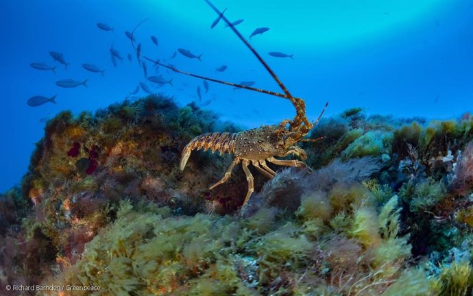 Archivo - Greenpeace pide a España que lidere en la UE la inclusión de la pesca en el Tratado Global de los Oceános