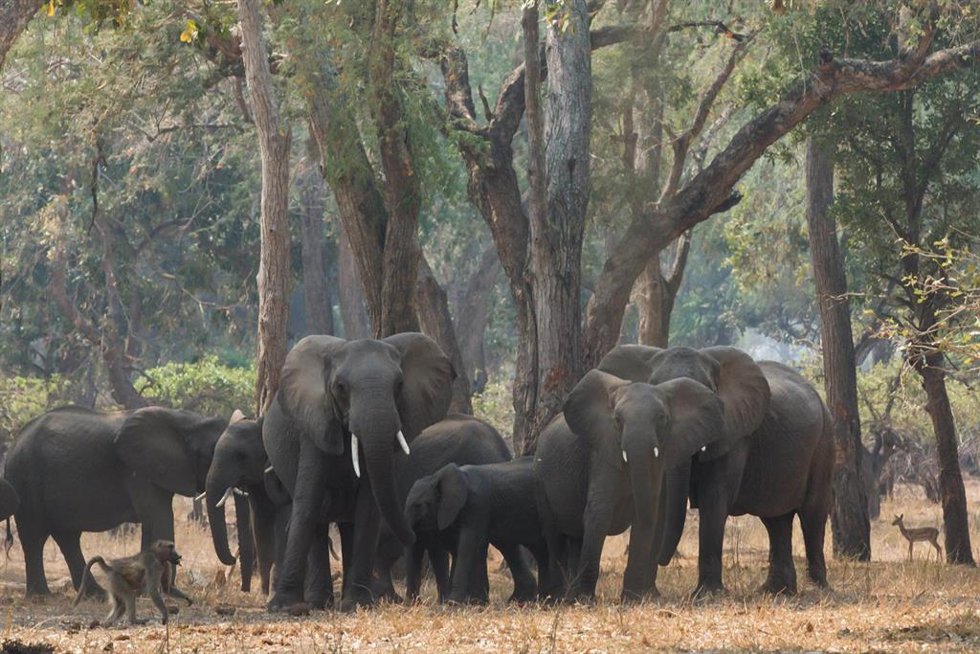 Archivo - Una manada de elefantes en el Parque Nacional de Gonarezhou, Zimbabue (archivo).