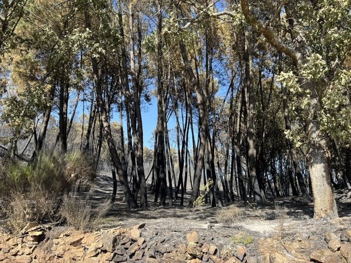 Vegetación arrasada por las llamas en el incendio de Santibáñez el Alto.