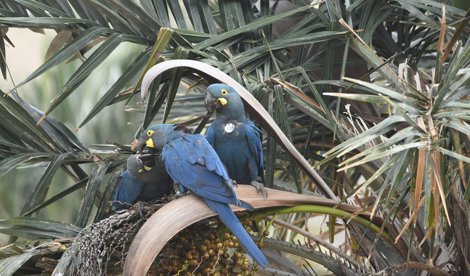 Comunicados Internacional