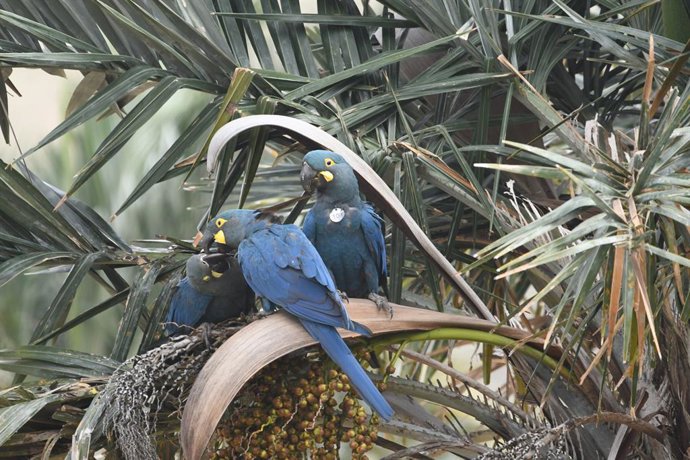 La pareja de guacamayo de Lear con su cría. Fuente: Thiago Filadelfo/LPF