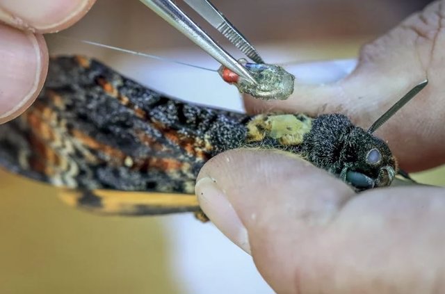 Las polillas son extremadamente grandes para los insectos voladores, con un peso de hasta 3,5 gramos, y se fijaron con pequeñas etiquetas de radio que pesan 0,2 gramos, menos del 15 por ciento del peso corporal de los adultos.