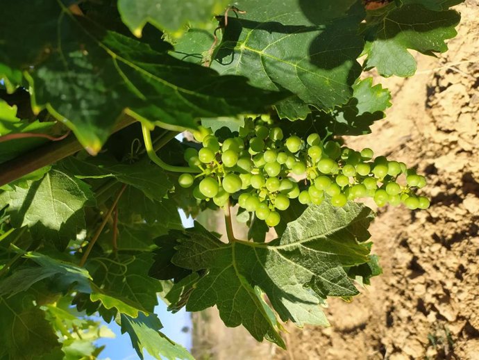 Archivo - Viñedo de Álava