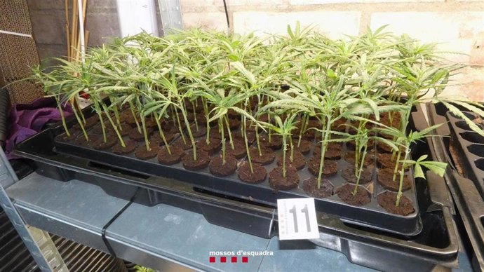 Plantas de marihuana decomisadas.