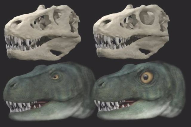 Reconstrucción del cráneo y la vida de Tyrannosaurus rex con cuenca y ojo originales (izquierda) y reconstrucción hipotética con cuenca ocular circular y ojo agrandado (derecha)