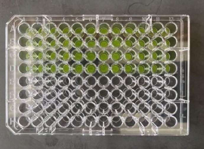 La actividad de los circuitos genéticos sintéticos que procesan la presencia o ausencia de señales específicas en las hojas de las plantas se midió con un alto rendimiento colocando perforaciones de hojas en placas de 96 pocillos.