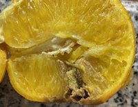 AVA-Asaja pide explicaciones sobre un posible pacto de UE y Sudáfrica para desembarcar naranjas sin tratamiento en frío