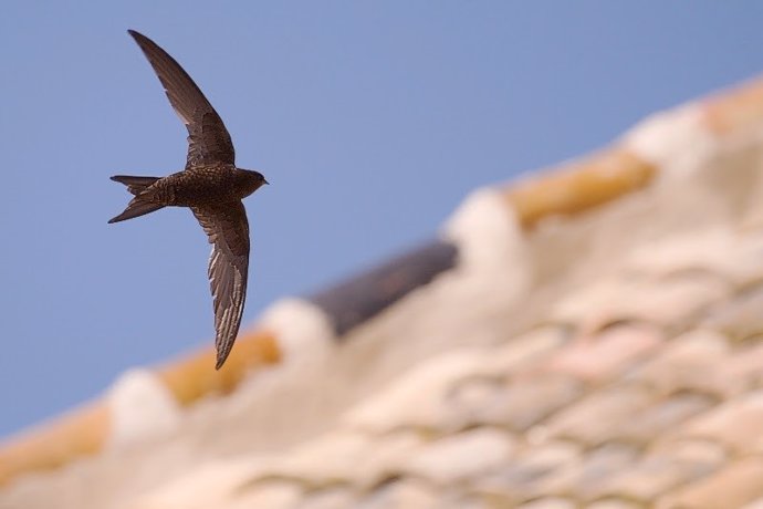 Vencejo común en vuelo.