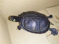 Localizan en Vigo a un ave desorientada y a una tortuga con daños en el caparazón