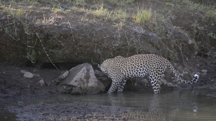 La paciencia es la clave: así cazó este leopardo un pez en el río