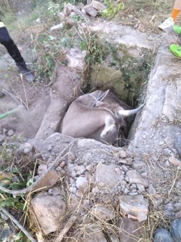 Los bomberos rescatan una vaca atrapada en un pozo en Liébana