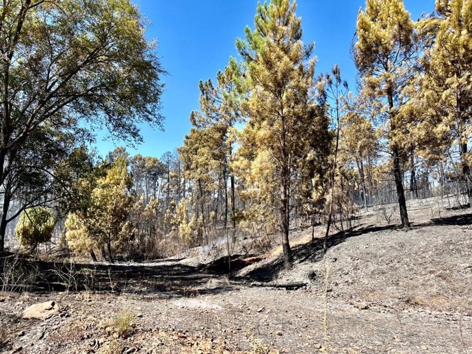 Vegetación calcinada en el incendio de Santibáñez el Alto.