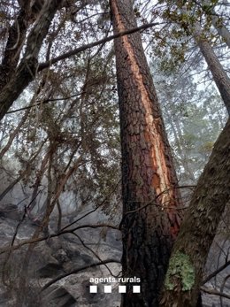 L'incendi de Puig d'en Batet (Girona) ho ha provocat un raig i afecta 0,3 hectrees