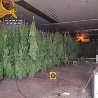 Un juez de El Ejido (Almería) investiga un cultivo de 3,6 toneladas de cannabis promovido como cáñamo industrial