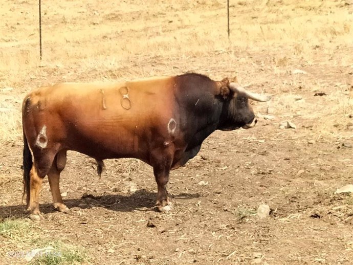 Toro denominado 'Imprudente', uno de las reses que participará en la suelta del toro maromado de Benaocaz (Cádiz)