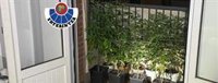 La Ertzaintza localiza una plantación de marihuana tras un incendio en una vivienda de Aretxabaleta