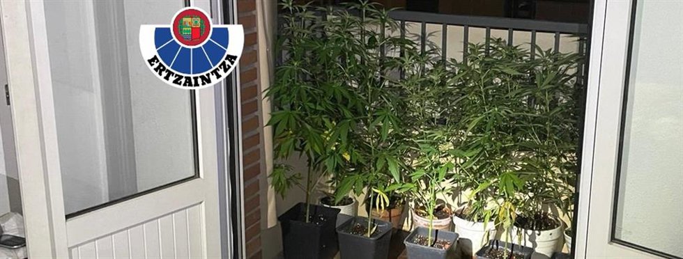 La Ertzaintza localiza una plantación de marihuana tras registrarse un incendio en una vivienda de Aretxabaleta