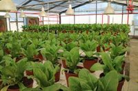 El CITA trabaja en un proyecto de investigación sobre la tolerancia de la lechuga a la sequía