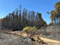 Extremadura registra 17 incendios forestales esta semana, que han quemado casi 1.100 hectáreas