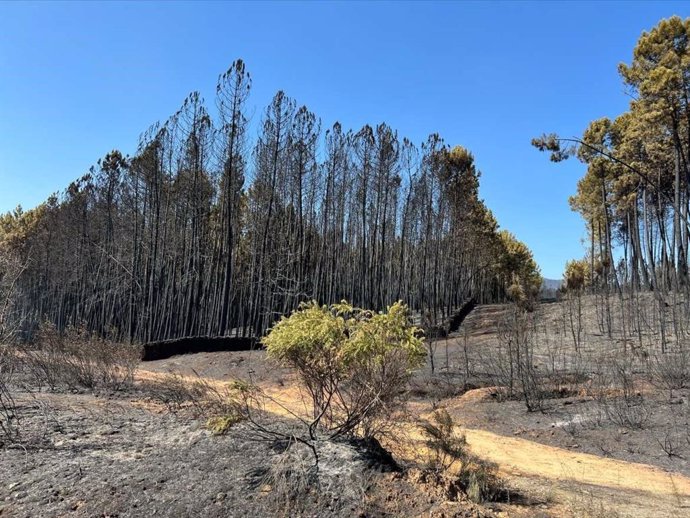 Superficie quemada por el incendio en la Sierra de Gata.