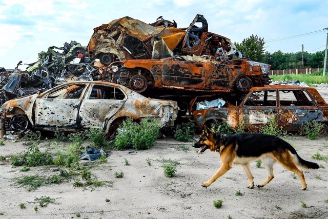 Un perro junto a varios vehículos destruidos en Bucha, Ucrania