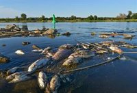 Alemania y Polonia anuncian una investigación conjunta de la muerte de miles de peces en el río Óder
