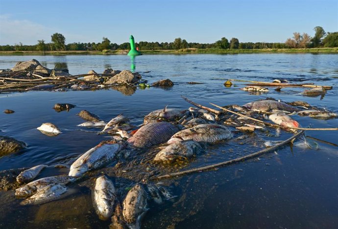 Peces muertos en el río Oder 