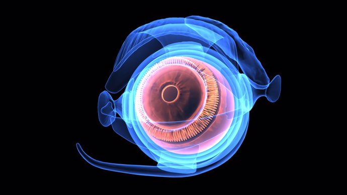 Archivo - Ilustración 3D de la anatomía del ojo humano
