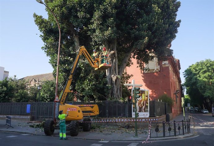 Operarios podan el ficus de San Jacinto, trabajos previos a su tala.