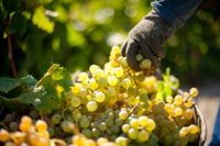 Bodegas Barbadillo reafirma su apuesta por los vinos ecológicos redoblando su superficie y con más variedades