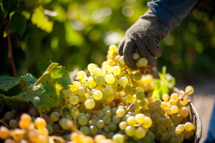 Vendimia en Bodegas Barbadillo