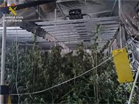 Detenido el dueño de un cultivo de 255 plantas de marihuana tras quemarse una parcela de la finca