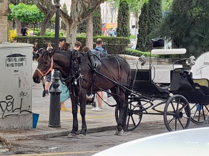 Archivo - Una calesa en Palma.