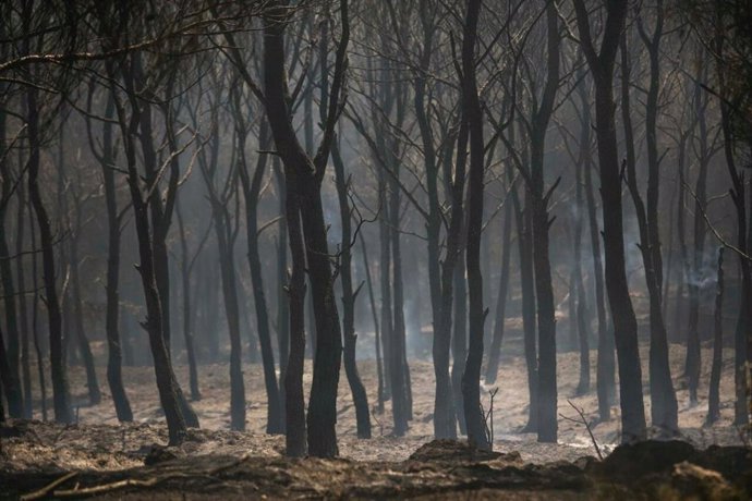 Imagen de un bosque calcinado en el incendio de Añón del Moncayo (Zaragoza).