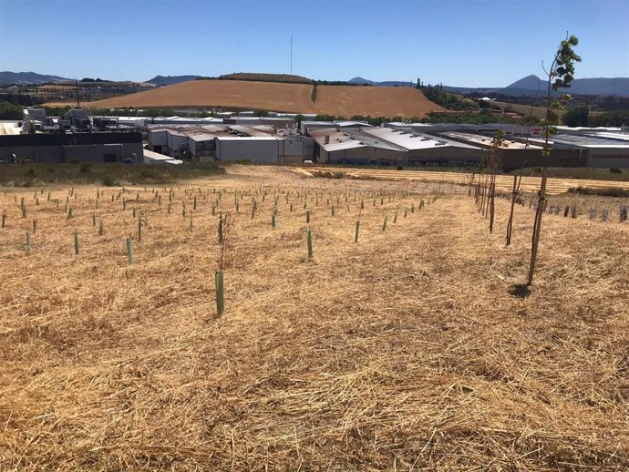 Imagen de la plantación del bosque.