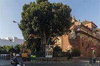 El alcalde de Sevilla sobre el ficus: "Es un día triste pero respetamos la decisión técnica de la iglesia"