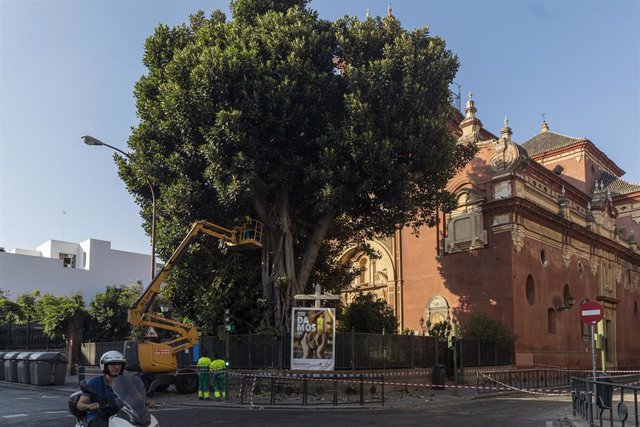 Operarios durante la poda del ficus de San Jacinto. 