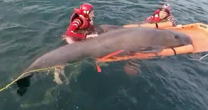 Voluntarios de Cruz Roja Gipuzkoa ayudan a un delfín varado en la arena en Zumaia.