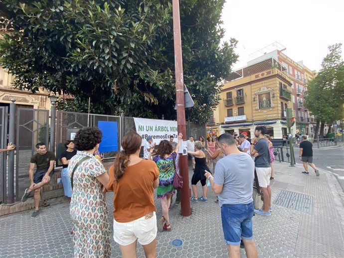 Concentración alrededor del ficus de San Jacinto para evitar su tala.