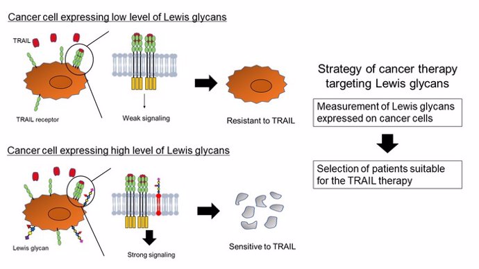 Las células cancerosas que expresan en alto grado glicanos de Lewis en los glicolípidos son vulnerables a la citoquina inductora de la muerte, TRAIL.