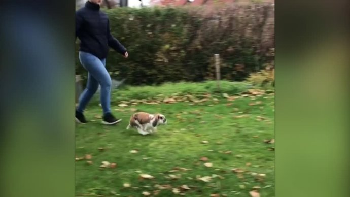 Los increíbles saltos de estos conejos se han hecho populares en la red