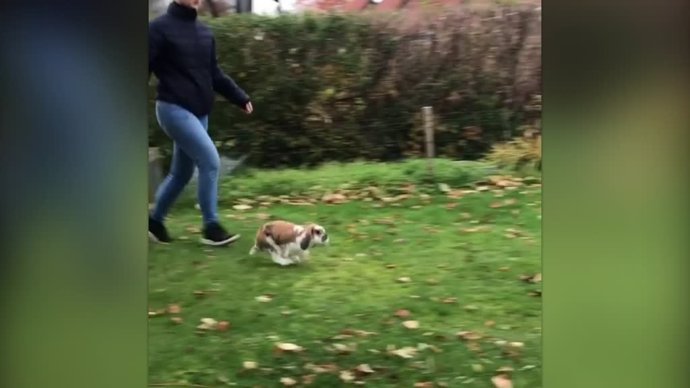 Los increíbles saltos de estos conejos se han hecho populares en la red