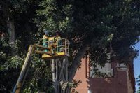 El Ayuntamiento de Sevilla recuerda que autorizó la tala del ficus tras el dictamen de Patrimonio e "informes técnicos"