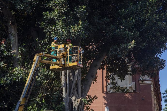 Operarios durante la poda del ficus de la parroquia de San Jacinto. 