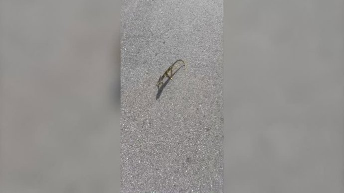 Un hombre adopta como mascota...¡Un camaleón que rescató de la carretera!