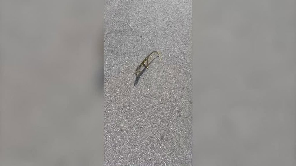 Un hombre adopta como mascota...¡Un camaleón que rescató de la carretera!