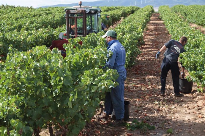 Archivo - Vendimiadores recogen uvas para la temporada de vendimia